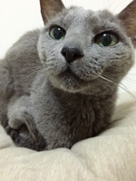 サイトウ アオイ