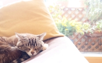 猫カレー