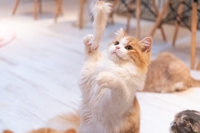 snowcat