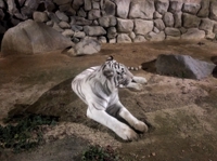 philip_moris