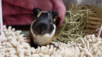 ちふあふあ