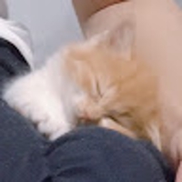 わだちゃんねる