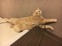 pikko