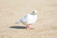 鳩子