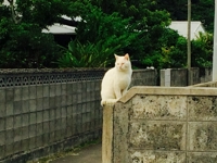 Waka_08