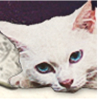 tomo_neco