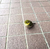 ひーで