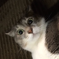 Masaya Kondo