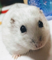 bonpolaris