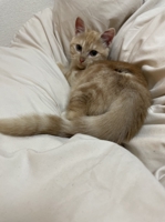 個人開発始めてみました。