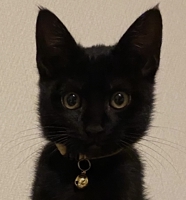 sasasa