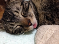 my_cats_5