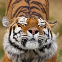 JAXS@データサイエンティスト