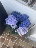 おざみ