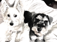 Westie_Schnalove