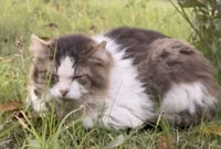 動画編集・Riika