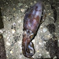 金子正人（yamaneko）