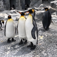 Mass Camouflage Noda