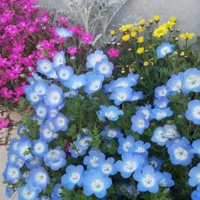 alice@サイト構築歴20年以上