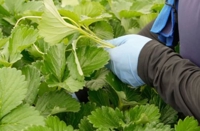 （株）アグリクリニック研究所