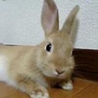 d_uchida47