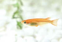 めだか屋 うなとろふぁ〜む