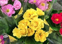 花ichiba 水道筋店