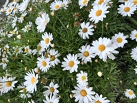 natsu@外資系セールス