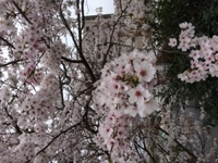 Hirosaku040910