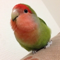 木戸俊平
