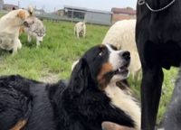 グレートドッグフィールド