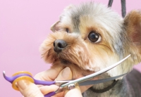 Dog salon PINNA