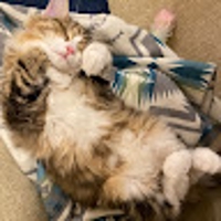 やまねこ堂