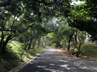 fujiwara1992