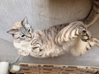 西+インフラエンジン歴７年