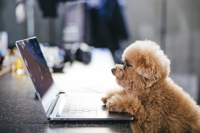 野良犬