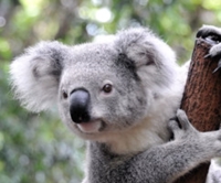 koala _2021