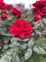 suu_4747