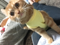 nsh