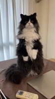 猫おじさん