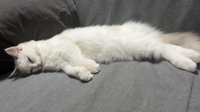 人のように寝る猫