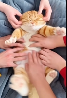いぬむら