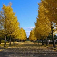 Trees Shimizu