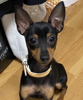 kumapi