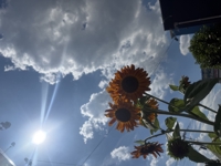 こころねのやさしいおしゃべりカフェ🌿-image1