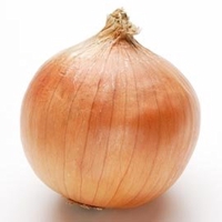 愛知DS会　タマネギ