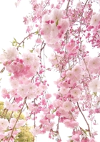 自己肯定感アップのカウンセリング-image1