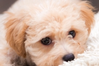 petphoto