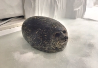 先着2名！Flutter開発をサポートします！未経験大歓迎-image1