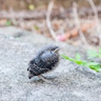 こばやしゆうき